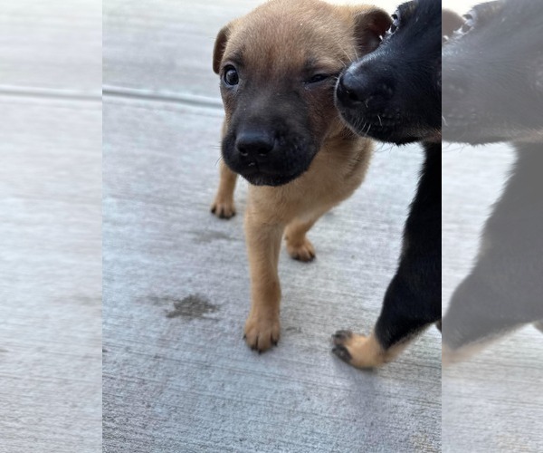 Medium Photo #2 Chihuahua-Unknown Mix Puppy For Sale in Woodbury, NY, USA
