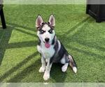 Small Siberian Husky