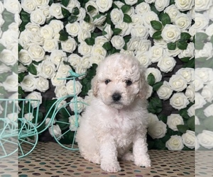 Maltipoo Puppy for sale in LA PUENTE, CA, USA