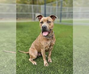 Mutt Dogs for adoption in Baytown, TX, USA