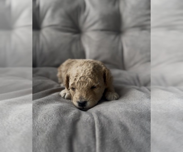 Medium Photo #3 Poodle (Toy) Puppy For Sale in BRONX, NY, USA