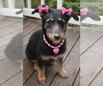 Small Labrador Retriever Mix
