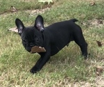 Small Photo #2 French Bulldog Puppy For Sale in LOGANVILLE, GA, USA