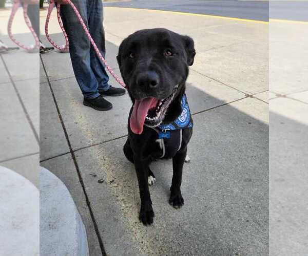 Medium Photo #2 Labrador Retriever-Unknown Mix Puppy For Sale in Bethesda, MD, USA