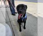 Small #1 Labrador Retriever Mix