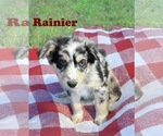 Small #4 Australian Shepherd