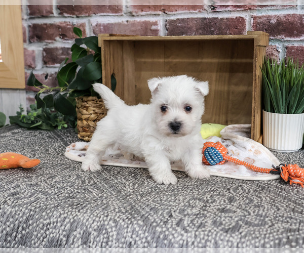 Medium Photo #5 West Highland White Terrier Puppy For Sale in SYRACUSE, IN, USA