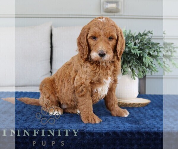 Medium Photo #2 Goldendoodle Puppy For Sale in NARVON, PA, USA