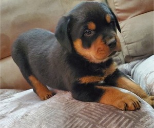 Rottweiler Puppy for Sale in ZILLAH, Washington USA