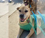 Small #3 American Pit Bull Terrier Mix