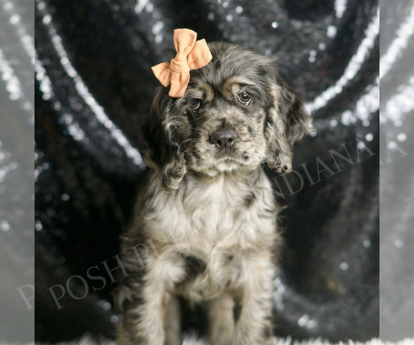 Medium Photo #4 Cocker Spaniel Puppy For Sale in WARSAW, IN, USA