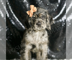 Small #3 Cocker Spaniel