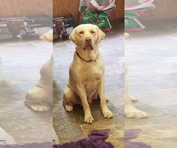 Medium Photo #1 Labrador Retriever Puppy For Sale in SHAWANO, WI, USA