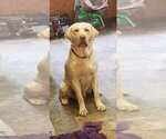 Small Photo #1 Labrador Retriever Puppy For Sale in SHAWANO, WI, USA