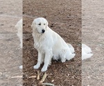 Small #8 English Cream Golden Retriever