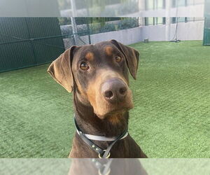 Doberman Pinscher Dogs for adoption in Pasadena, CA, USA