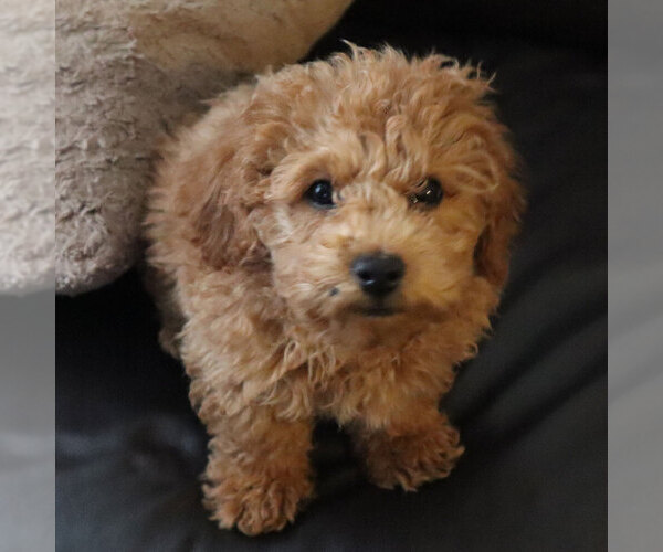 Medium Photo #1 Poodle (Toy) Puppy For Sale in LAS VEGAS, NV, USA