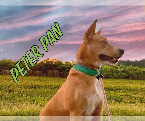 Medium Photo #3 Basenji-Border Collie Mix Puppy For Sale in Greensboro, NC, USA
