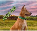 Small #2 Basenji-Border Collie Mix