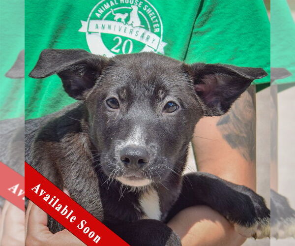 Medium Photo #1 German Shepherd Dog-Unknown Mix Puppy For Sale in Huntley, IL, USA