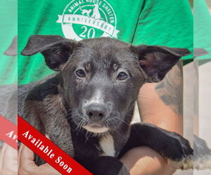 German Shepherd Dog-Unknown Mix Dogs for adoption in Huntley, IL, USA