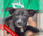 Small German Shepherd Dog Mix