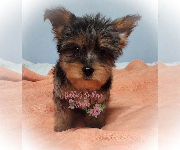 Medium Photo #1 Yorkshire Terrier Puppy For Sale in ROCKWOOD, TN, USA