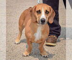 Small #3 Bagle Hound