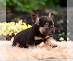 Small #5 French Bulldog