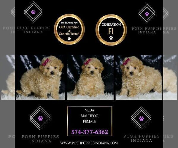 Medium Photo #43 Maltipoo (Miniature) Puppy For Sale in WARSAW, IN, USA