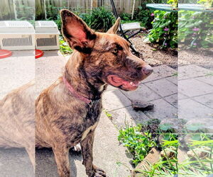 Doberman Pinscher-Unknown Mix Dogs for adoption in Cottage Grove, MN, USA