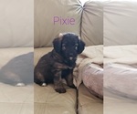 Puppy 5 Aussiedoodle-German Shepherd Dog Mix