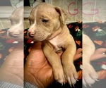 Small Photo #25 American Bully Puppy For Sale in LAKE STATION, IN, USA