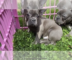 French Bulldog Puppy for sale in METUCHEN, NJ, USA