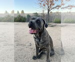 Small #5 Mutt