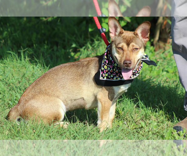 Medium Photo #2 Pembroke Welsh Corgi-Unknown Mix Puppy For Sale in Cranston, RI, USA
