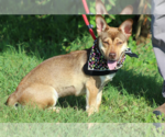Small #1 Pembroke Welsh Corgi Mix