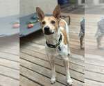 Small Mutt