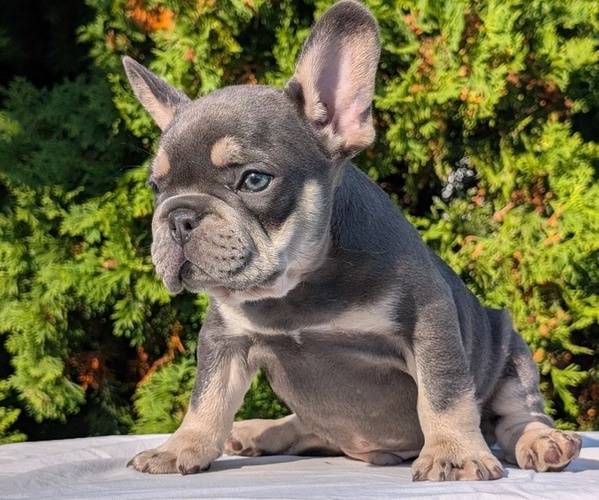 Medium Photo #2 French Bulldog Puppy For Sale in GOSHEN, IN, USA
