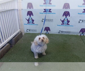 Poodle (Toy) Dogs for adoption in Orlando, FL, USA