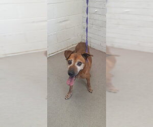 Labrador Retriever-Unknown Mix Dogs for adoption in San Bernardino, CA, USA