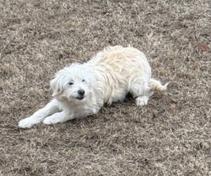 Aussiedoodle Miniature  Dog for Adoption in ARAB, Alabama USA