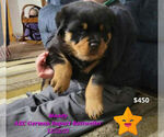 Puppy Mandy Rottweiler