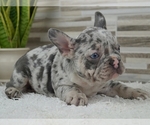 Small Photo #4 French Bulldog Puppy For Sale in SILVER SPRING, MD, USA