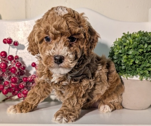 Medium Photo #40 Poodle (Miniature) Puppy For Sale in GOSHEN, IN, USA