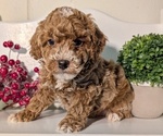 Small #7 Poodle (Miniature)