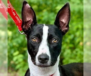 Border Collie-Unknown Mix Dogs for adoption in Canton, CT, USA