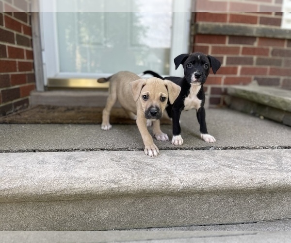 Medium Photo #9 American Pit Bull Terrier Puppy For Sale in DETROIT, MI, USA
