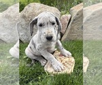 Small #1 Great Dane