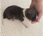 Small Photo #26 Akita Puppy For Sale in STRAFFORD, MO, USA